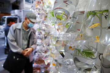 Hong Kong  China  Zierfische haengen in Plastikbeutel verpackt in einer Tierhandlung zum Verkauf an einer Wand