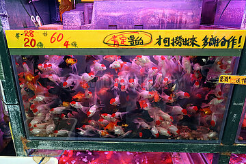 Hong Kong  China  Aquarium mit Goldfischen in einer Tierhandlung