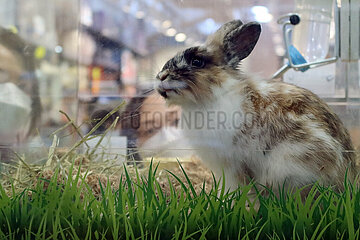 Hong Kong  China  Kaninchen wird in einer Tierhandlung von zwei Frauen beobachtet
