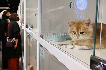 Hong Kong  China  junge Katze liegt in einer Tierhandlung in einem Schaukasten