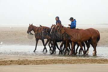 Deauville  Polopferde werden am Strand von Reitern ausgefuehrt