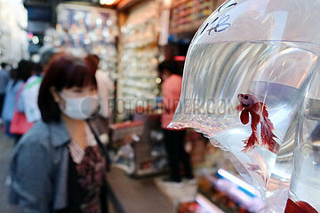 Hong Kong  China  Siamesischer Kampffisch haengt in einen Plastikbeutel verpackt in einer Tierhandlung zum Verkauf an einer Wand
