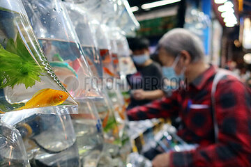Hong Kong  China  Zierfische haengen in Plastikbeutel verpackt in einer Tierhandlung zum Verkauf an einer Wand