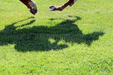 Hoppegarten  Deutschland  Schatten von Pferd und Reiter auf Rasen