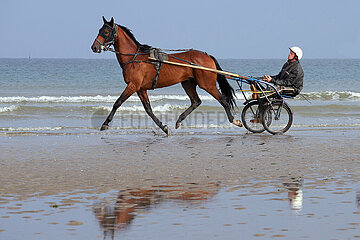 Deauville  Trabrennpferd bei der Morgenarbeit am Strand