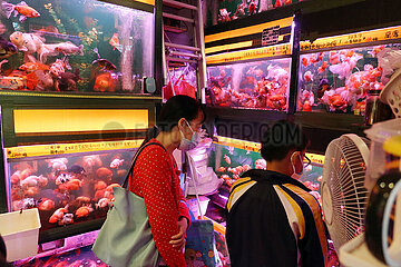 Hong Kong  China  Menschen schauen sich Goldfische in einer Tierhandlung an
