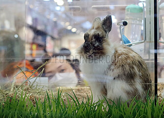 Hong Kong  China  Kaninchen wird in einer Tierhandlung von zwei Frauen beobachtet