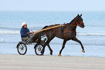 Deauville  Trabrennpferd bei der Morgenarbeit am Strand