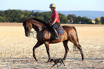 Gestuet Westerberg  Pferd und Reiter werden bei einem Ritt ueber ein Stoppelfeld von einem Hund begleitet
