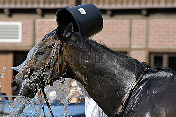 Dresden  Deutschland  Pferd wird bei Hitze mit Wasser aus einem Eimer uebergossen