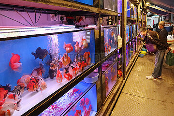 Hong Kong  China  Aquarien mit Goldfischen in einer Tierhandlung