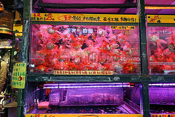Hong Kong  China  Aquarien mit Goldfischen in einer Tierhandlung