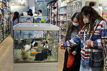 Hong Kong  China  Frauen schauen sich Kaninchen in einer Tierhandlung an