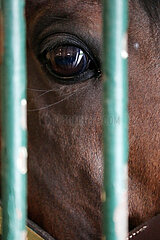 Gestuet Graditz  Pferd schaut durch das Gitter seiner Box