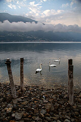 Schweiz  Ascona - Herbstliche Stimmung mit Schwaenen in der Morgendaemmerung am Lago Maggiore