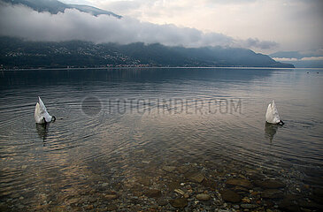 Schweiz  Ascona - Herbstliche Stimmung mit tauchenden Schwaenen in der Morgendaemmerung am Lago Maggiore