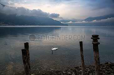 Schweiz  Ascona - Herbstliche Stimmung mit Schwan in der Morgendaemmerung am Lago Maggiore