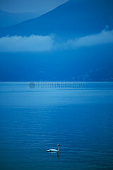 Schweiz  Ascona - Schwan in der Morgendaemmerung auf dem Lago Maggiore