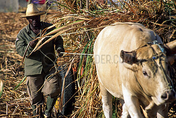 French West Indies. Guadeloupe  Marie Galante  sugar cane harvest