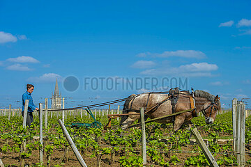 FRANCE. GIRONDE (33) BORDEAUX VINEYARDS  AOC SAINT-EMILION. WORKING WITH A DRAFT HORSE  ROMAIN GUERIN AND CLAIRE GORRY  ANIMAL TRACTION PLOWMAN
