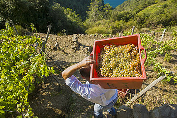 Italy. Liguria. Cinque Terre National Park. Harvest between Volastra and Corniglia  on the steep terraces overlooking the sea