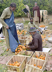 Pakistan-Peshawar-Orange-Harvest