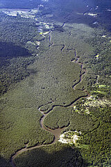Amazonas Regenwald