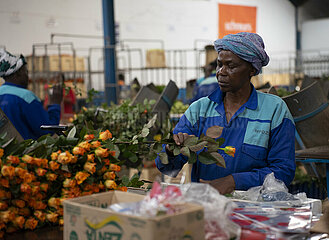 Kenia-Blumenerbranche-Blumenerhändler