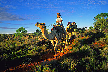 Australia. North territory. Uluru-Kata Tjuta National Park. Camel excursion near Ayers Rock  an Aboriginal sacred site  classified on the list of World Heritage of Humanity by UNESCO as a natural site