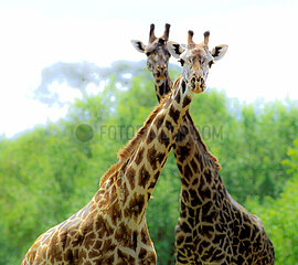 Tanzania  Lake Manyara National park  family of giraffes