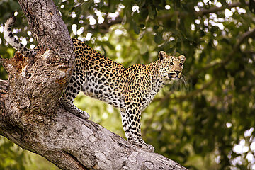 Botswana. Okavango Delta  a panther perched on a tree