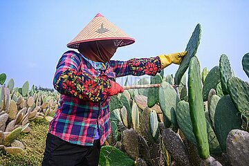 China-Hainan-Danzhou-Cactus-Pflanzbasis (CN)