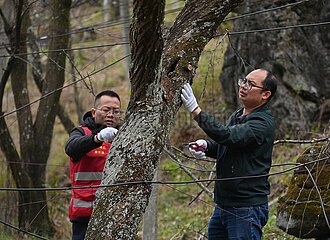 China-guangxi-rong'an-alte Pflaumenbäume (CN)