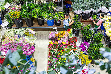 Thailand-Bangkok-Yunnan-Flowers-Business