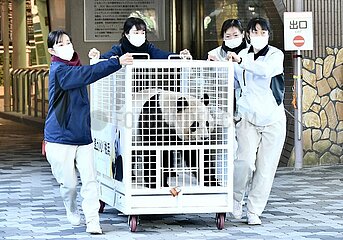 Japan-Shirahama-China-Giant Pandas-Return