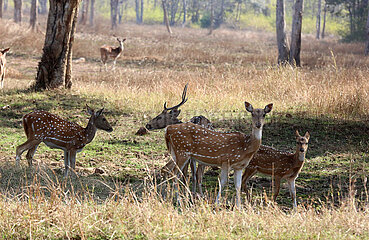 Indien-Madhya Pradesh-Bhopal-wildlife