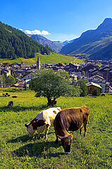 France  Savoy ( 73 )  Val d 'Isere  the national park of Vanoise  cow near the village  GR5 footpath
