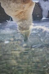 Russland-Moskauer Zoo-Polarbär