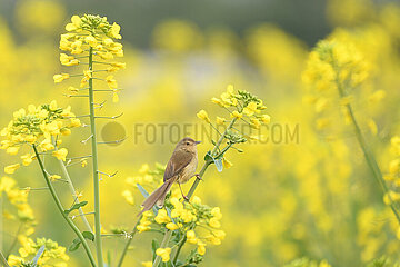 #China-Spring-Flowers-Birds-Scenery (CN)