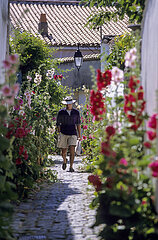 France. Charente Maritime (17) Ile de Re  village of Saint Martin de Re  alley flowered with hollyhocks