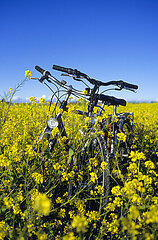 France  Charente Maritime (17) Re island  village of Sainte Marie de Re  bikes in a field of rapeseed