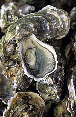 France  Charente Maritime (17) Re island  locality of Le Martray  L Huitriere oyster farm of Tony Berthelot