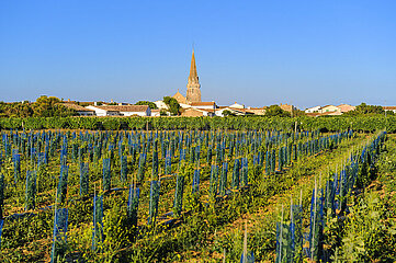 Charente-Maritime (17) Ile de Re  village de Sainte-Marie-de-Re  jeune plans de vigne avec en arriere plan l'eglise Notre-Dame-de-l'Assomption