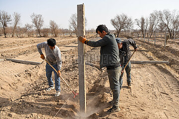 China-Xinjiang-Turpan-Traubenpflanzung (CN)