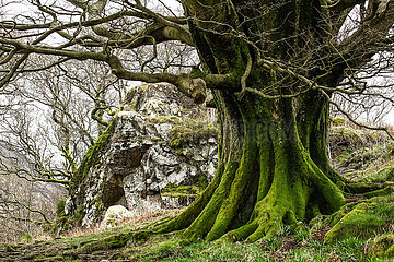 United Kingdom. England. Cumbria. Lake District National Park. Old beech