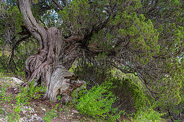 France. Hautes-Alpes (05) Thurifaie of Saint-Crepin. A Thuriferous Juniper (Juniperus thurifera Linne)  Remarkable Tree  the Elephant. The age of this juniper is estimated at 1 400 years. It is 10 m high  almost 20 m wide and the circumference of its trunk reaches 7 m (diameter of 2 m)