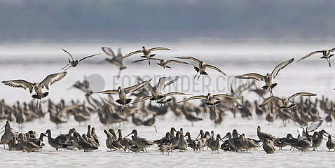 China-Jiangxi-Poyang-Lake-Migrationsvögel (CN)