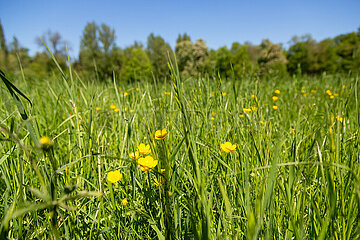 Deutschland  Weimar - Gelbe Feldblumen im Park an der Ilm