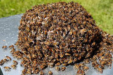 Neuenhagen  Deutschland  Bienenschwarm hat sich auf einem Stein niedergelassen