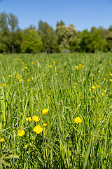 Deutschland  Weimar - Gelbe Feldblumen im Park an der Ilm